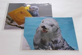 Amazon | 折れ防止に箱で梱包 鳥羽水族館 館内限定 かわいい